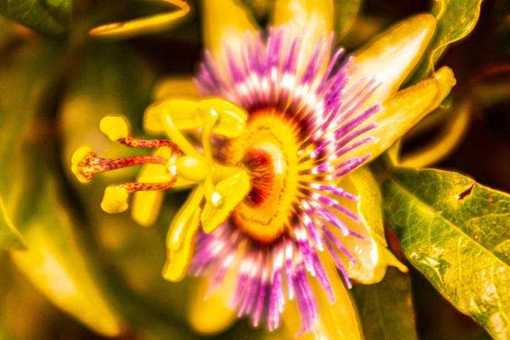 I nearly threw this shot away, but the weird look of the photo sort of goes okay with the weird look of passionflowers in general. Alien-looking th...