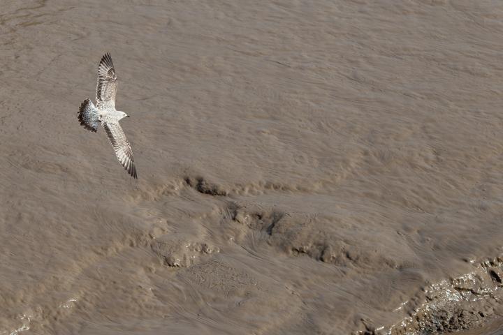 The basin was being sluiced when I walked over the causeway, so I got to snap a few excited seagulls, some from above.