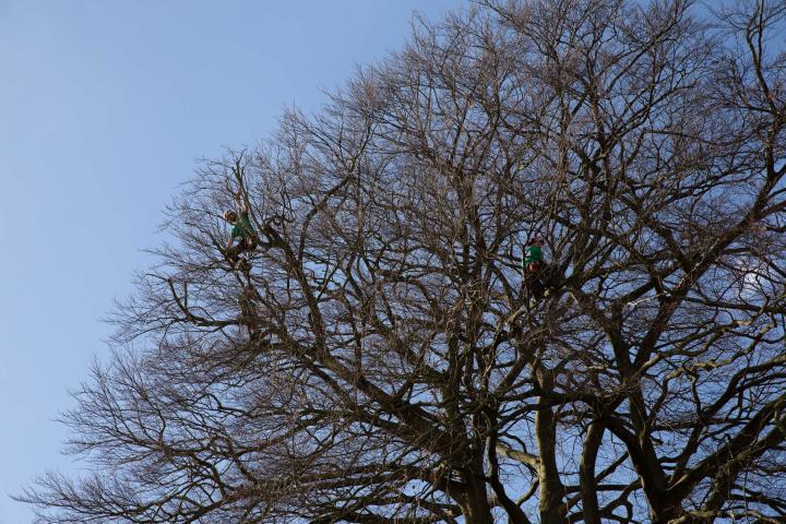 I say, there's men in that tree! Lots of pruning being done in the Paragon back garden today.