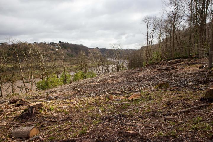 I think this may be some of the non-native tree clearance mentioned in this Bristol Post article from September 2020.


  Stephen Eyres, head of fo...