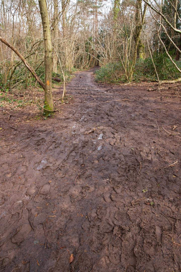 I was considering heading a bit further east, towards the edge of the woods, but the mud was making it annoyingly slippy. Maybe another time, like...