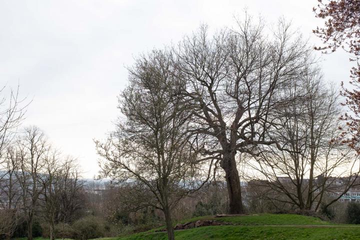 Brandon Hill apparently has nearly 100 different tree species among its 500-ish trees.