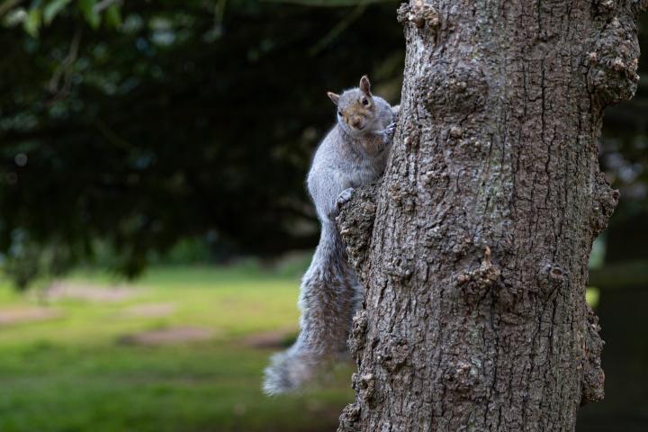 The St. Andrew's churchyard squirrels are quite brave.