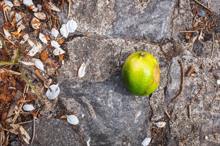 This seemed to augur well, given that we were heading for Lime Walk. This is, oddly, not the first piece of random fruit I've come across unexpecte...