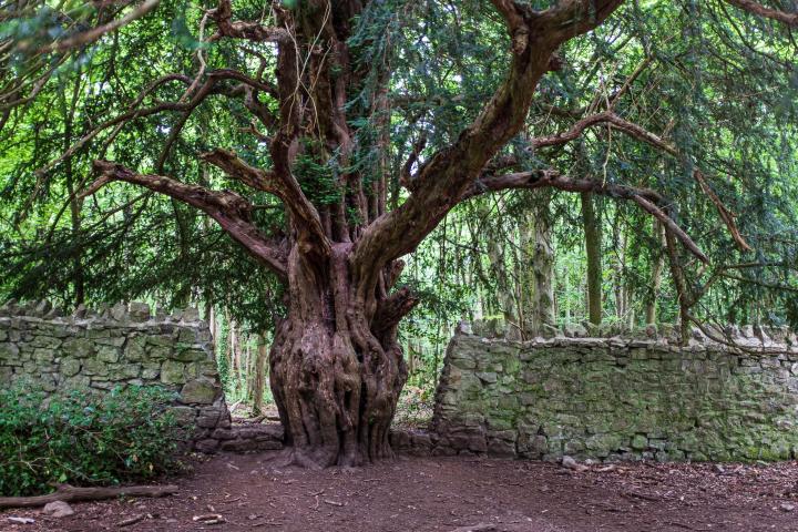My favourite tree in Leigh Woods. Some of the bricks from the wall are actually embedded in the trunk; presumably there was a period where people d...