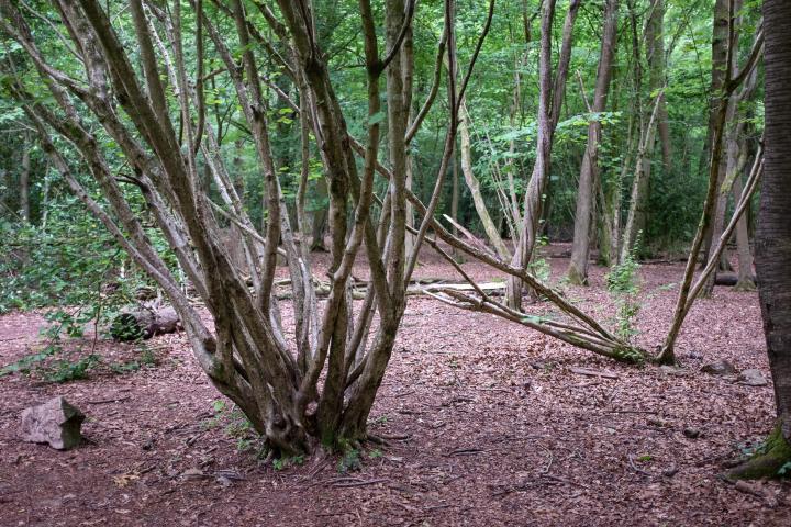 I think it was Leigh Woods that taught me the difference between coppicing and pollarding.