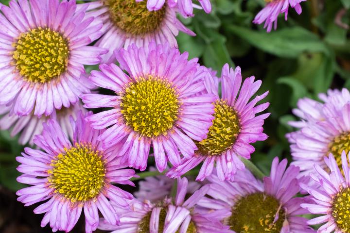 I think that's what these are, anyway. Erigeron. They cheer me up every time I walk past Holy Trinity at this time of year.