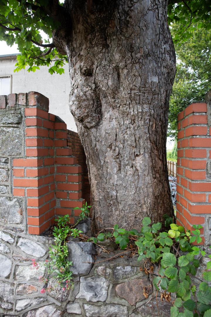 I love the affordances we humans make in our walls for venerable trees.