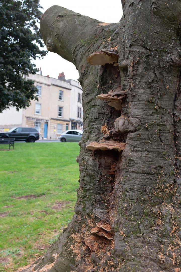 I'm no arborist. I have no idea whether the big-arse mushrooms growing from the side here are just plain old benign mushrooms or a symptom of the f...