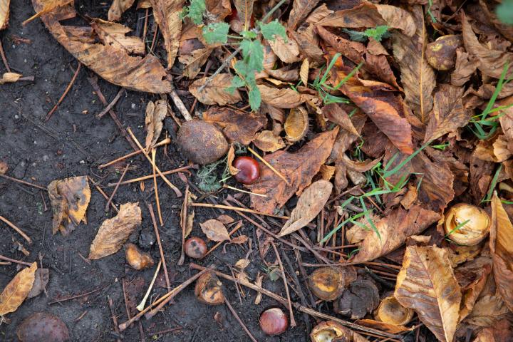 There's a line of horse chestnuts between Ashton Avenue Bridge and Clifton Bridge Station, all of which seemed to be producing some excellent conke...