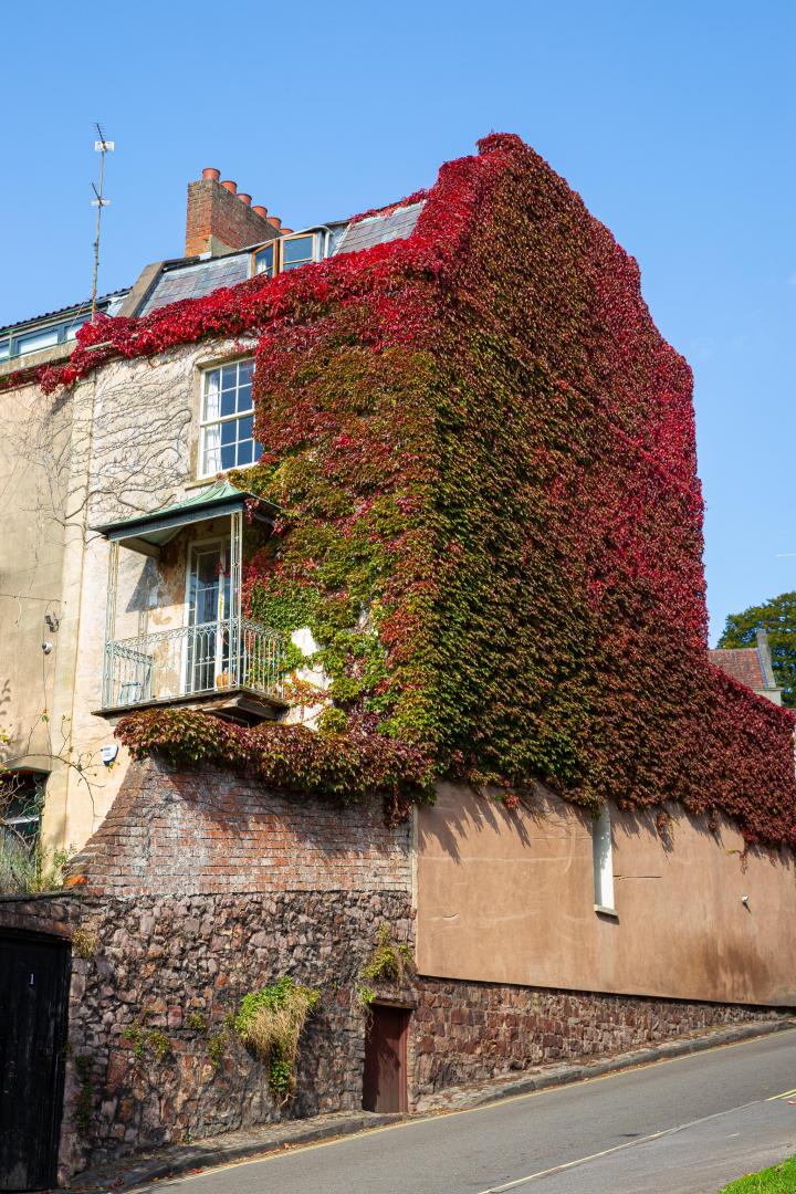 I can rarely resist snapping this house on the end of Freeland Place at this time of year, especially when the sun's catching both of the ivy-cover...