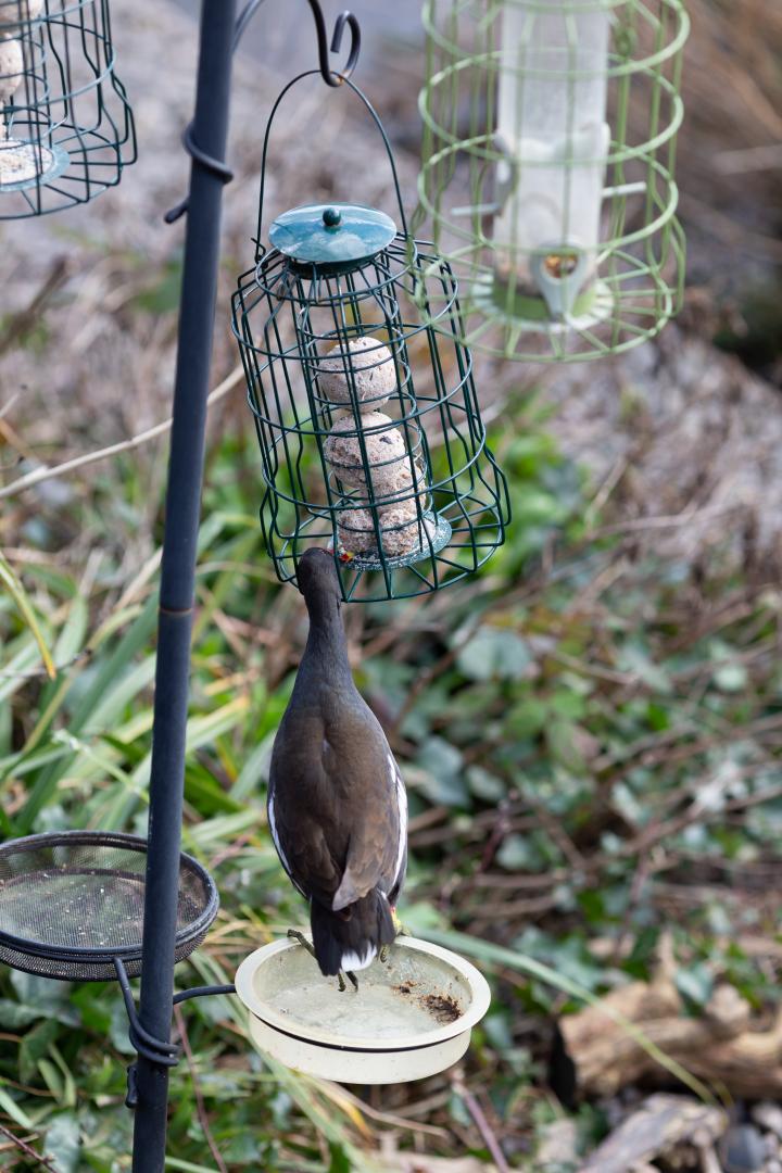 You don't often see a moorhen at a bird feeder like that...