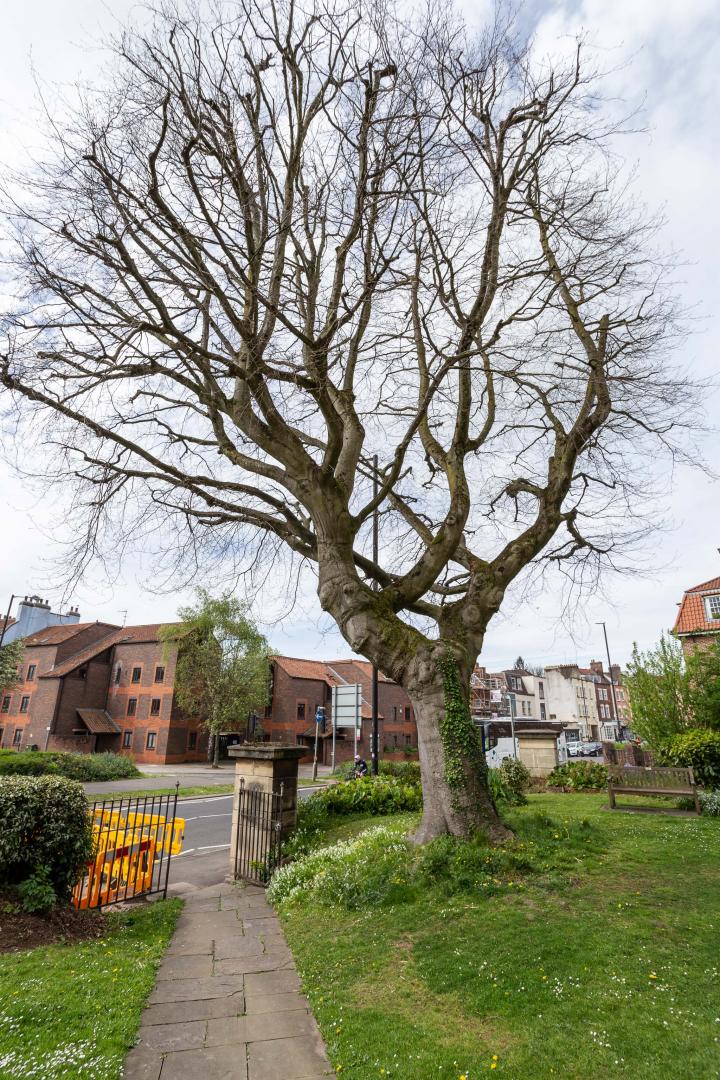 On a previous wander I posted a historical photo of the church including this tree, and one from the modern day.

It's grown up quite a lot in the...