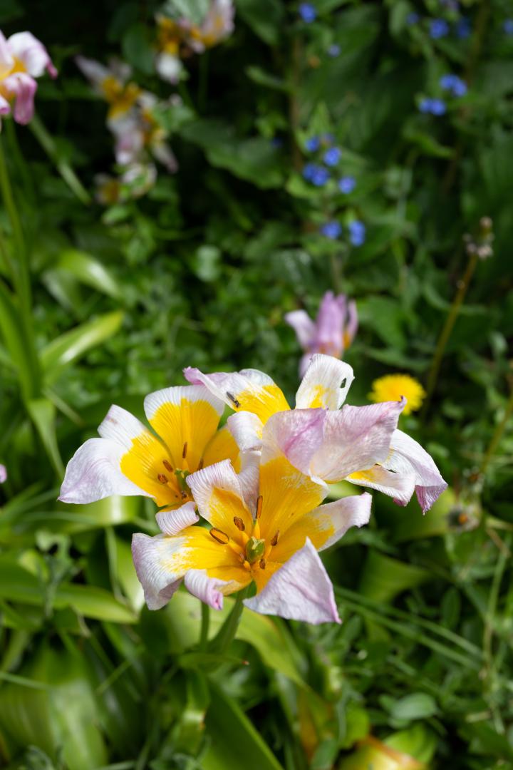 Even with the help of my plant consultant* I haven't identified this. I thought it was some kind of lily; she rather thought it might be some varie...