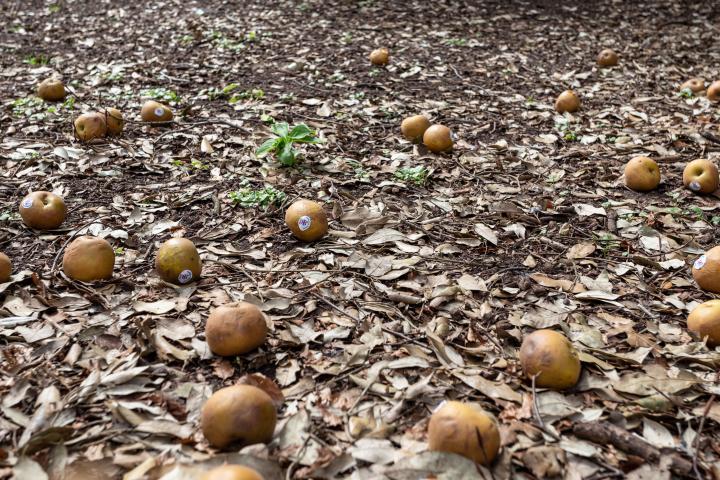 It didn't seem likely that there was a large scattering of windfall apples in Victoria Square. In April. Under a pine tree. On closer inspection, t...