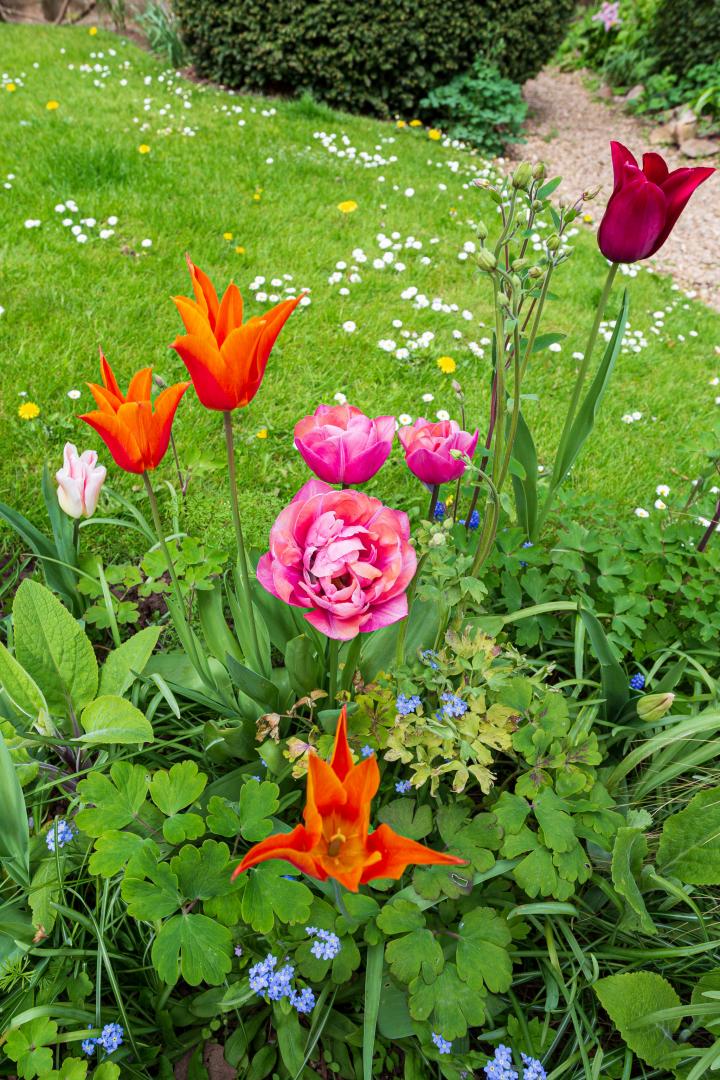 Continuing our minor theme of flowers and gardens, here's some from the Albert Lodge garden.