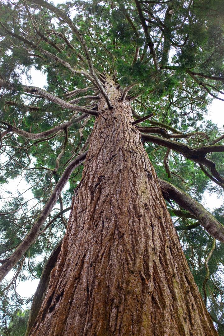 A batch of giant redwood seeds arrived at the Veitch nursery in Exeter in 1855, and the Smythe family bought quite a few of them, apparently. Many...
