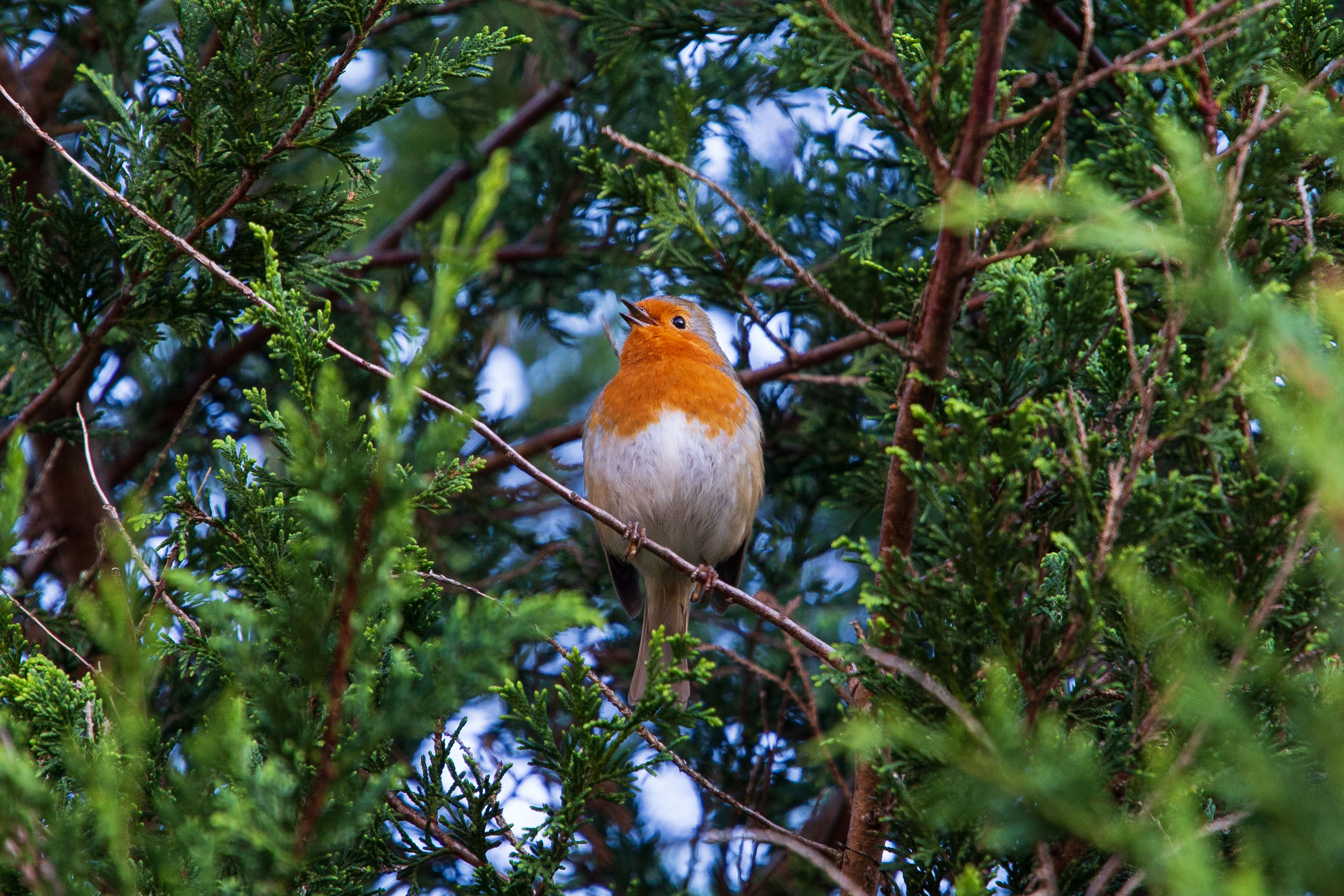 Robin 2
The singing was what made me notice this fella in the first place.
