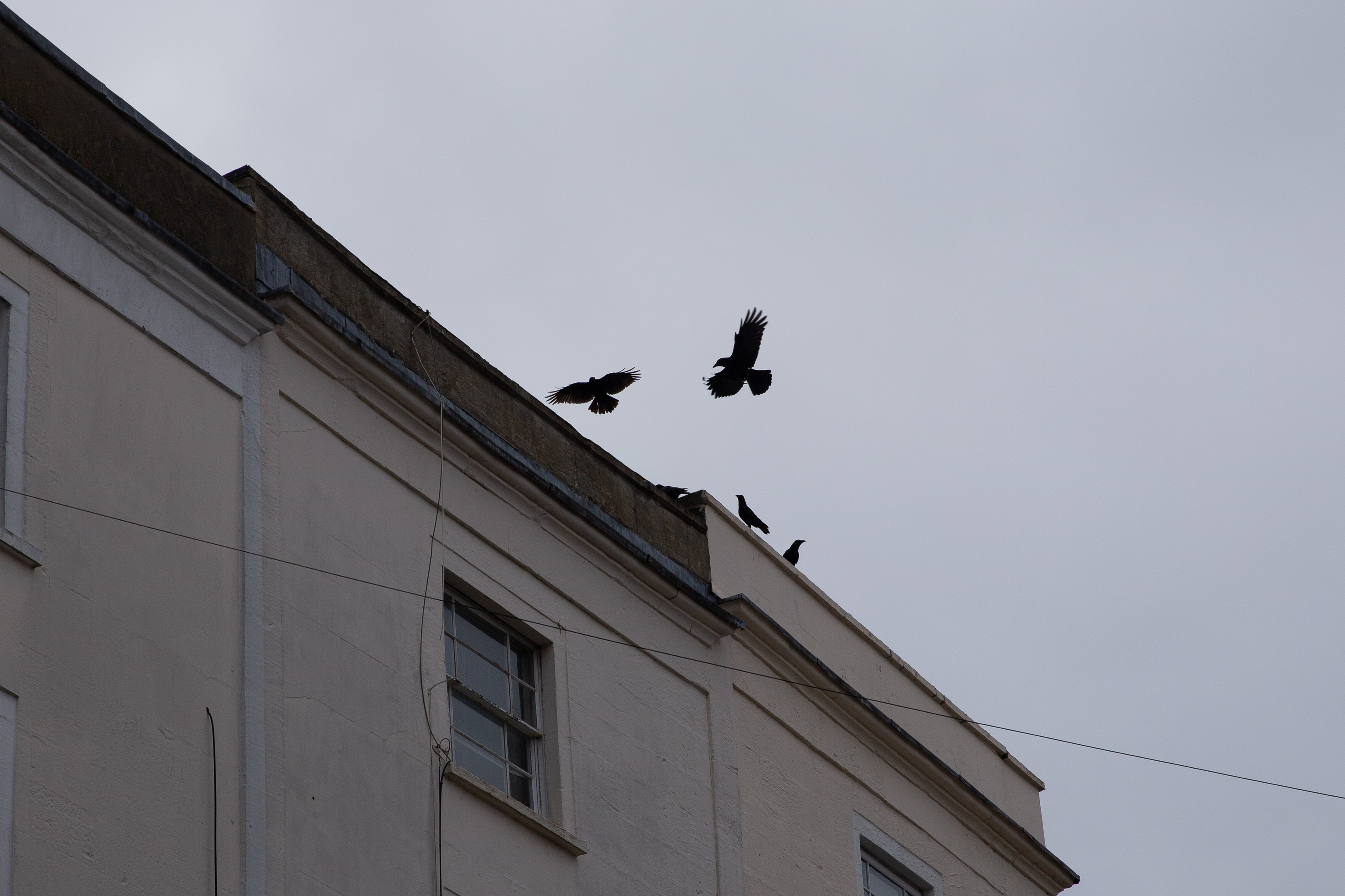 A Murder of Crows
It really did sound like a murder, too. I think someone in the attic must've popped some food out, because there was a sudden furious furore from t...
