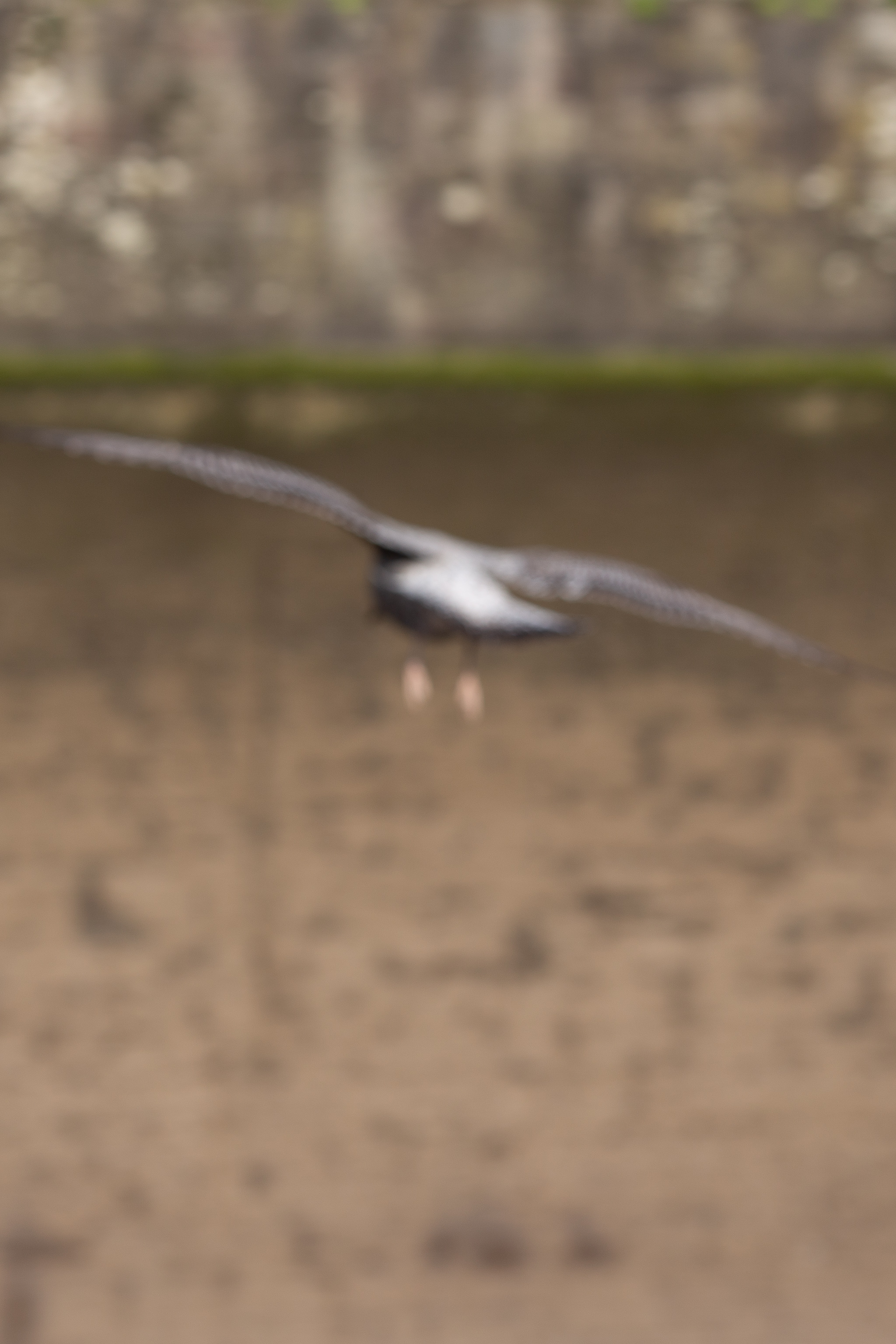 Gull 2
It Does Not Have To Be in Focus
