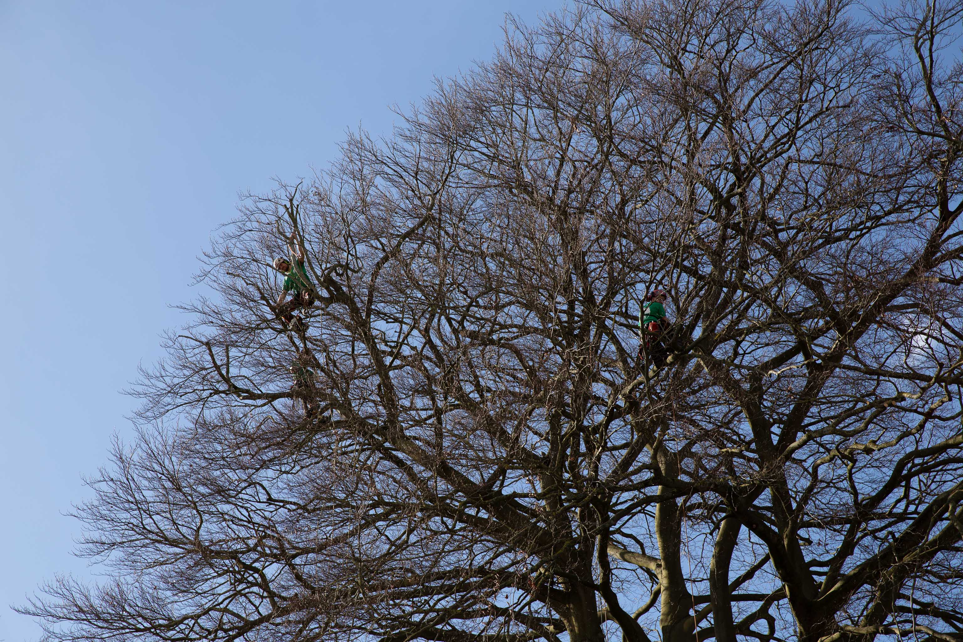 Arboreal
I say, there's men in that tree! Lots of pruning being done in the Paragon back garden today.
