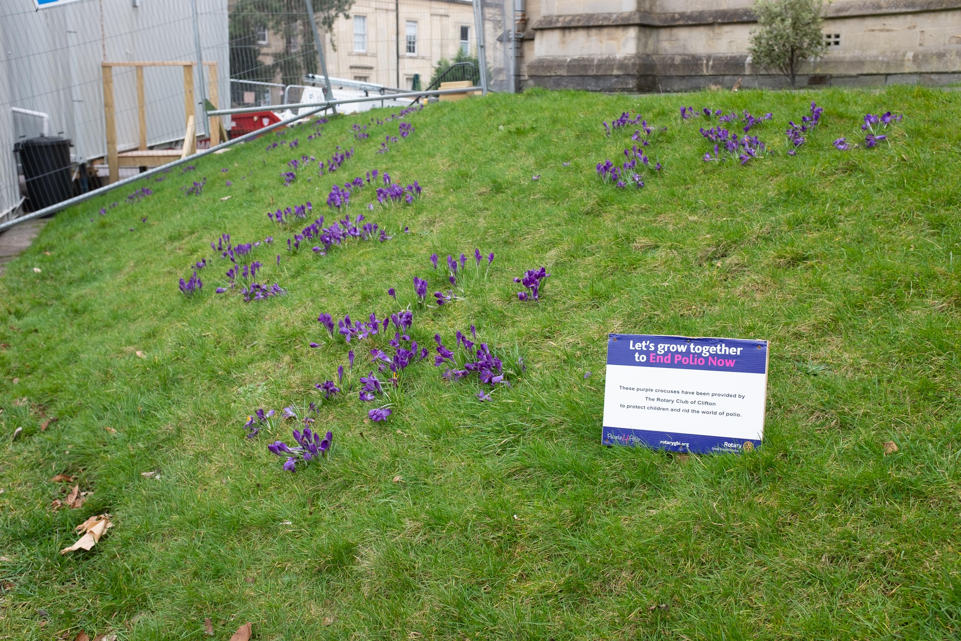 Purple Crocuses
"The Crocus was chosen as the purple colour matched the dye painted on the fingers of children who have been immunised."

I'm still not entirely cl...