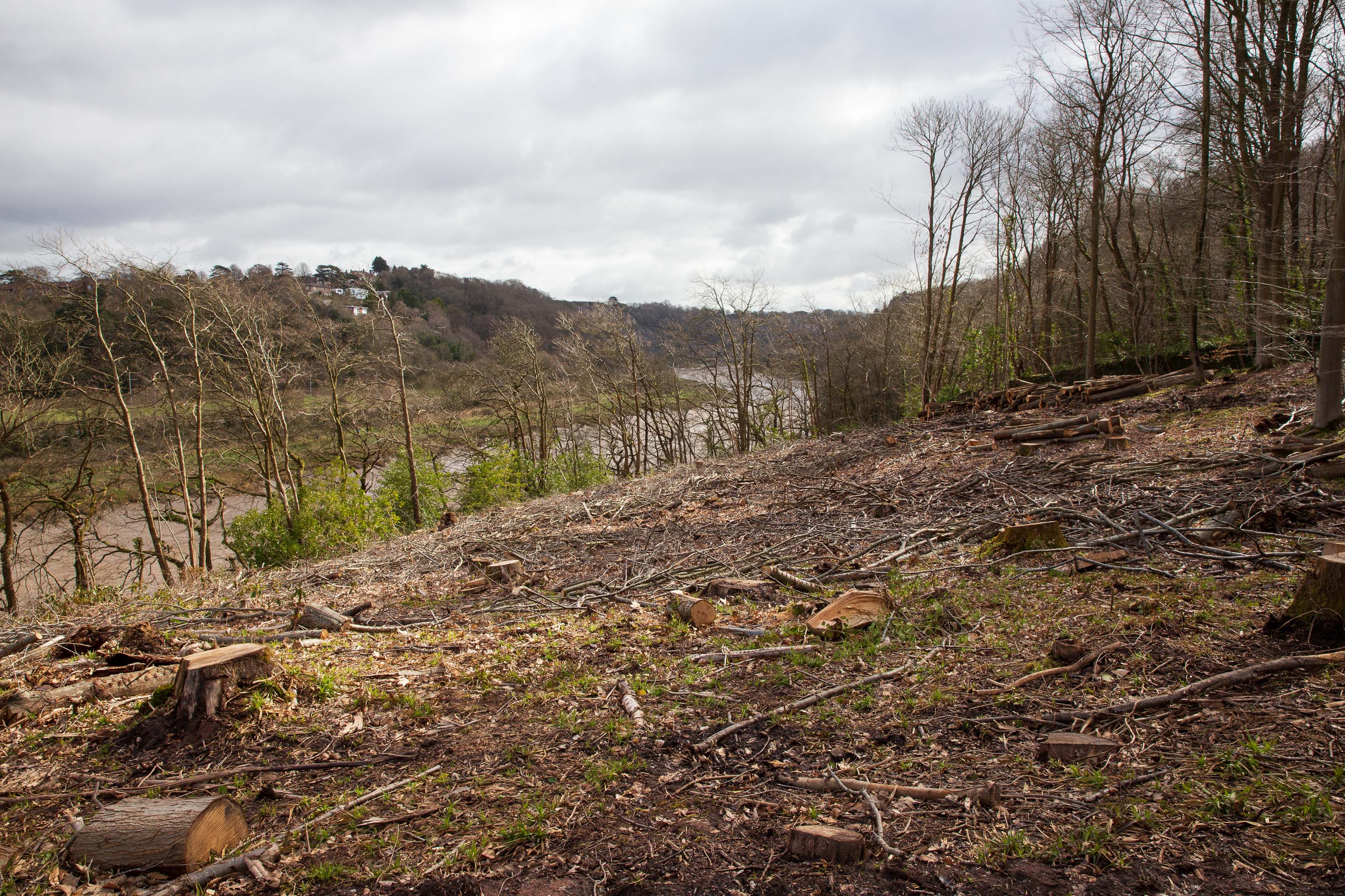 Clearance
I think this may be some of the non-native tree clearance mentioned in this Bristol Post article from September 2020.


  Stephen Eyres, head of fo...