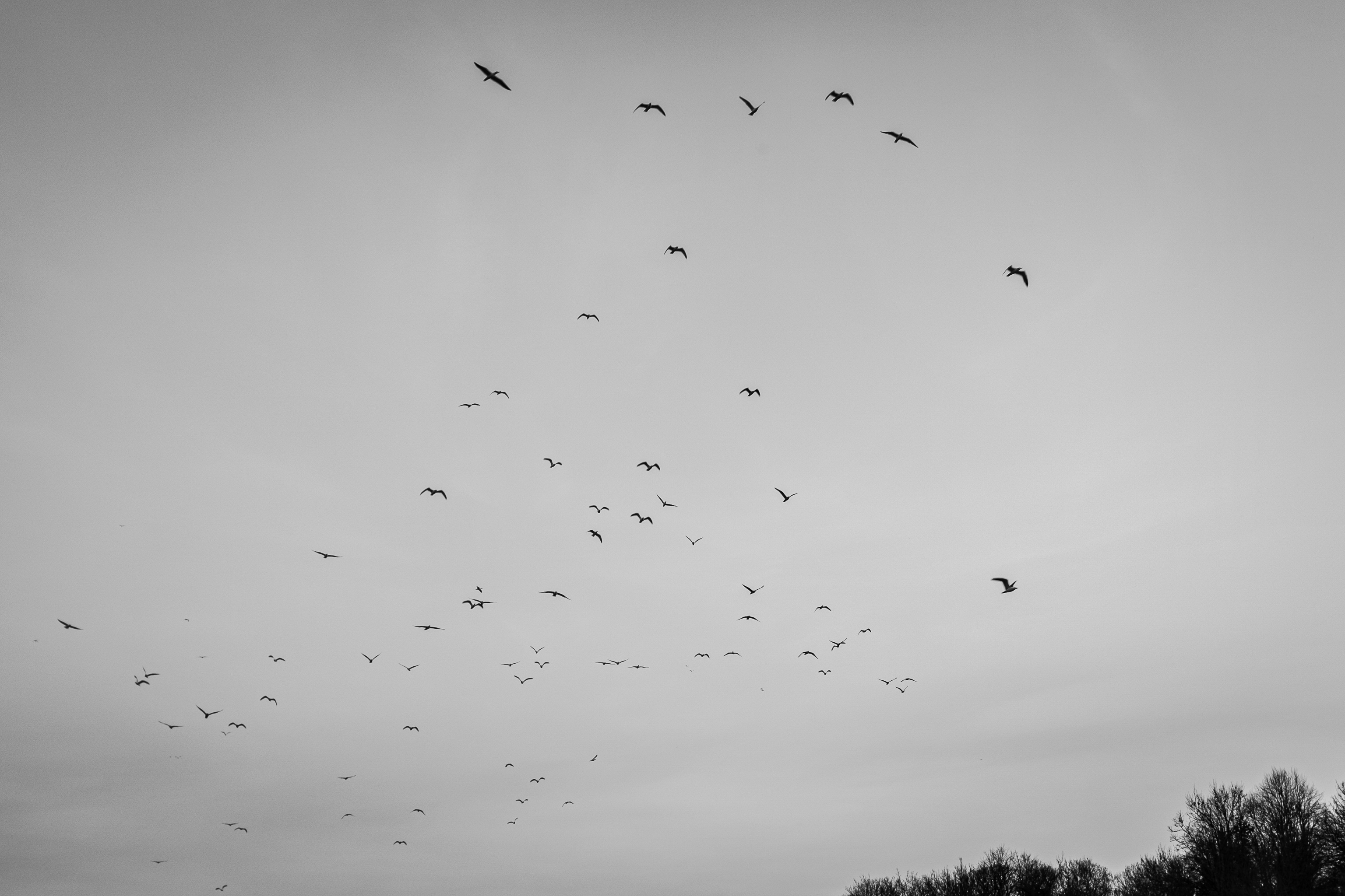 Heading Out
Apparently the gulls bugger off out of town every night and come back in in the morning.
