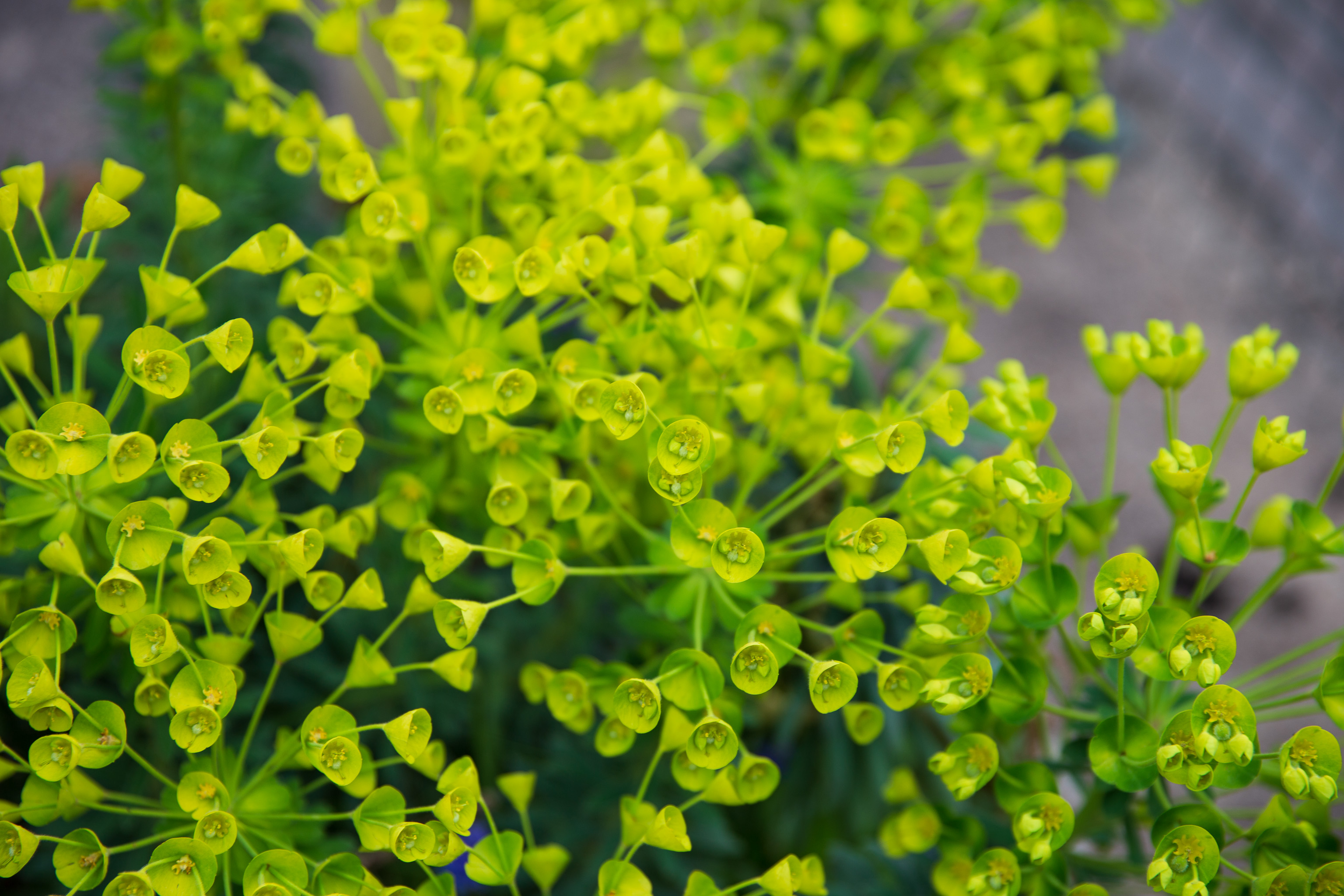 Euphorbia
The gardens of Irving and Terry House were very well-kept, mostly container planting to soften the stark concrete of the place. Plant identificatio...