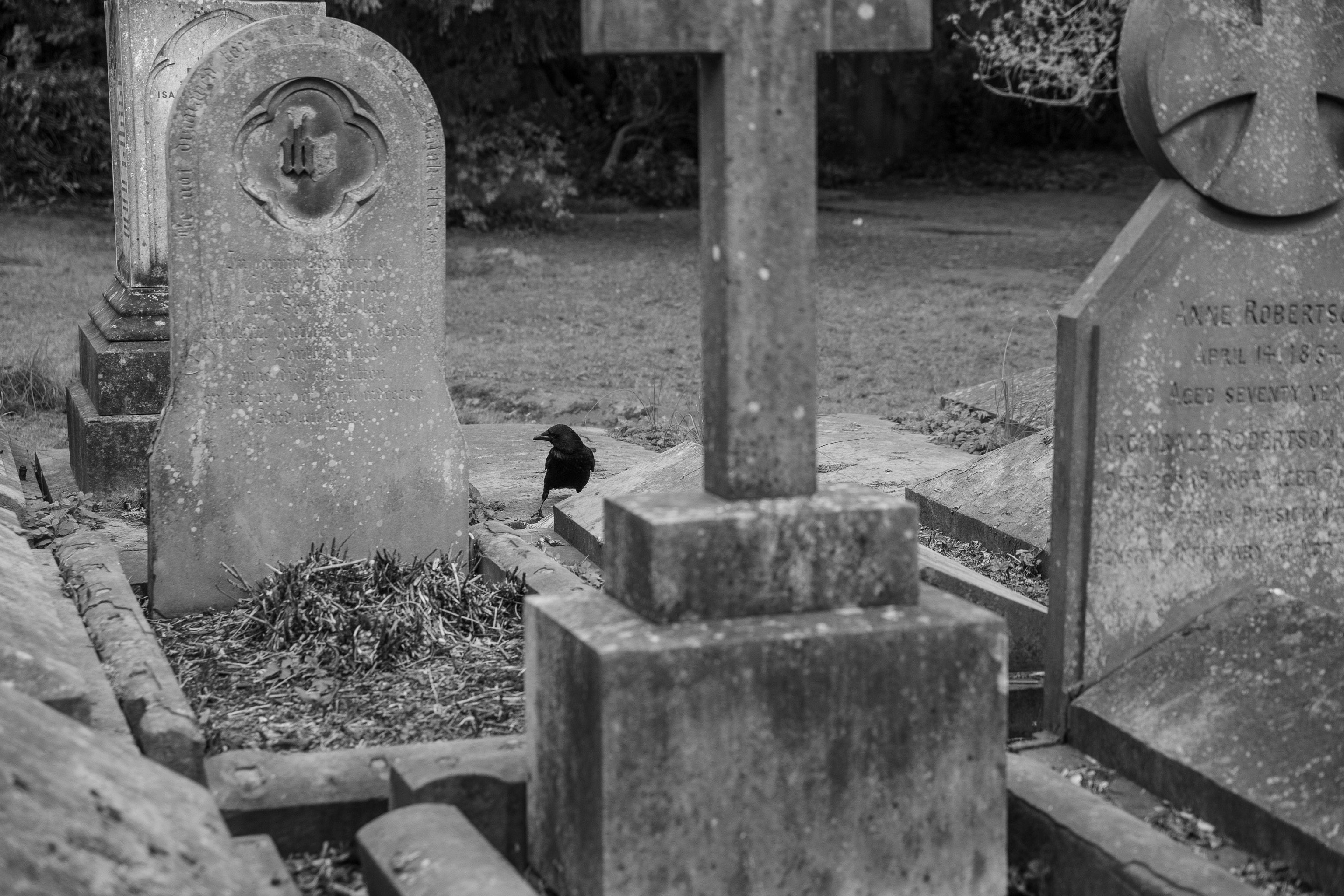 Corvid
And the local crows add a lot of good graveyard atmosphere with their cawing.
