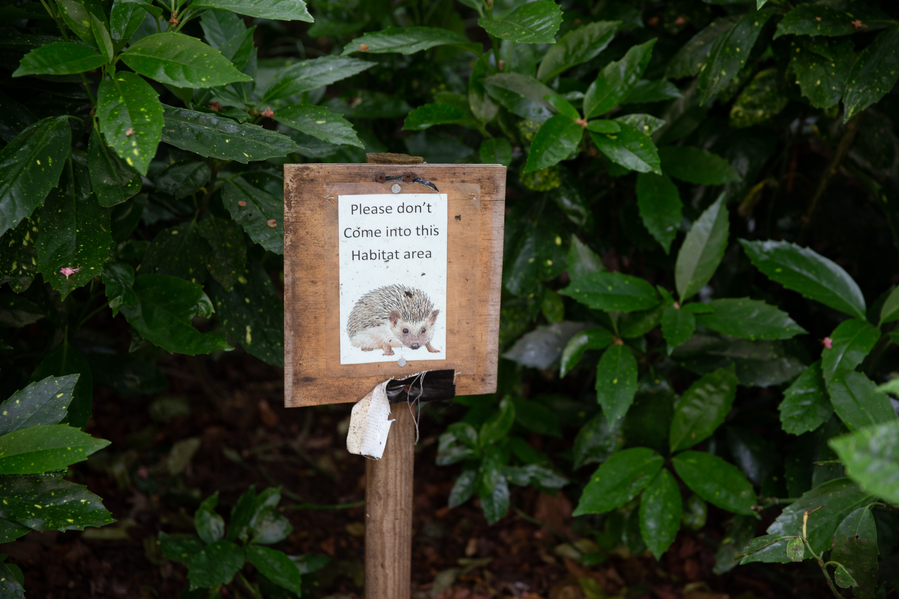 Hedgehog Warning
