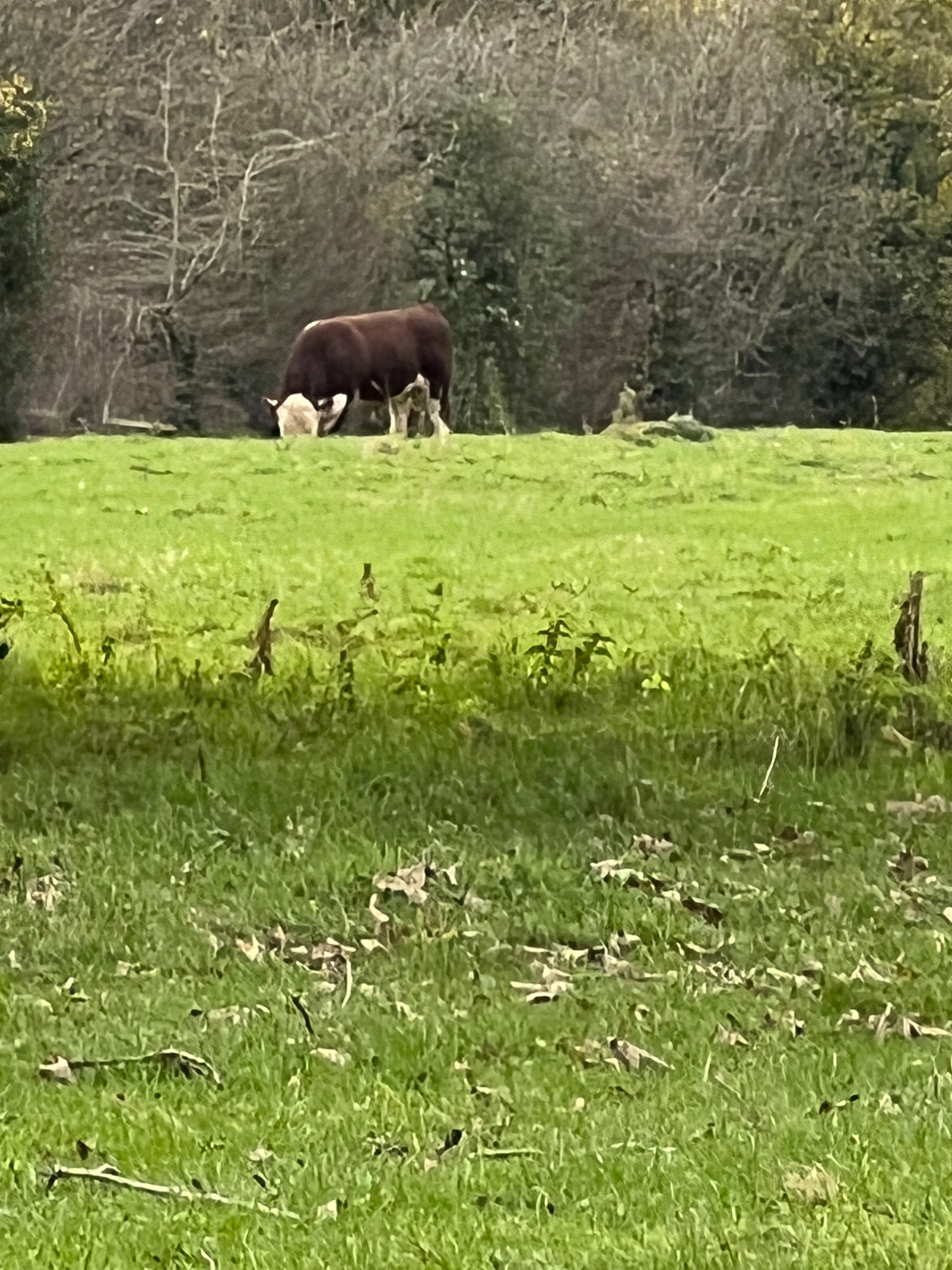 Moo
See? Livestock. Although the zoom on my phone camera really does show why people are still dragging big lenses and cameras with large sensors aroun...