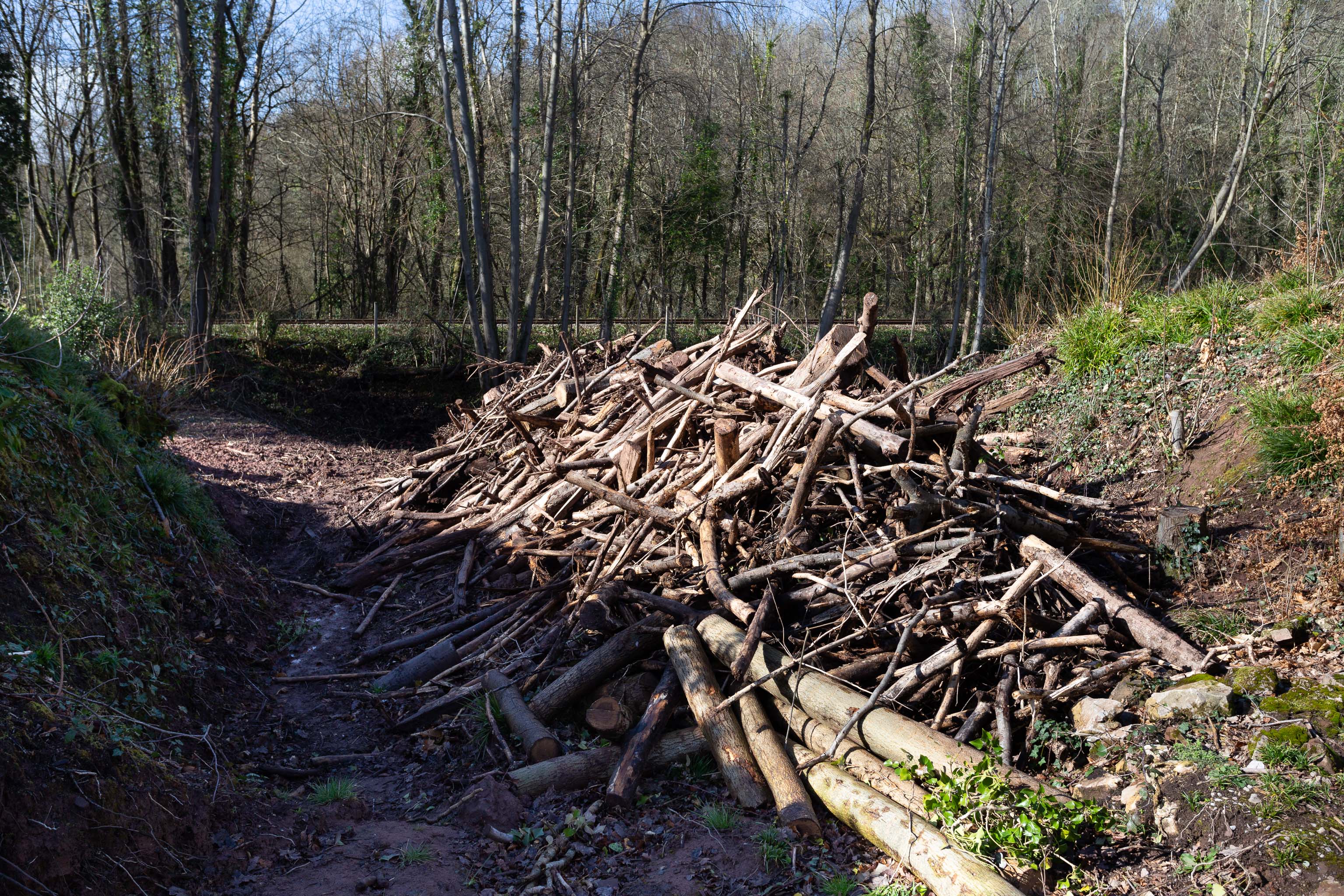 Forested
There's been a lot of logging in Leigh Woods recently. Some of it is to control Ash Dieback, some of it to make way for the reintroduction of nativ...
