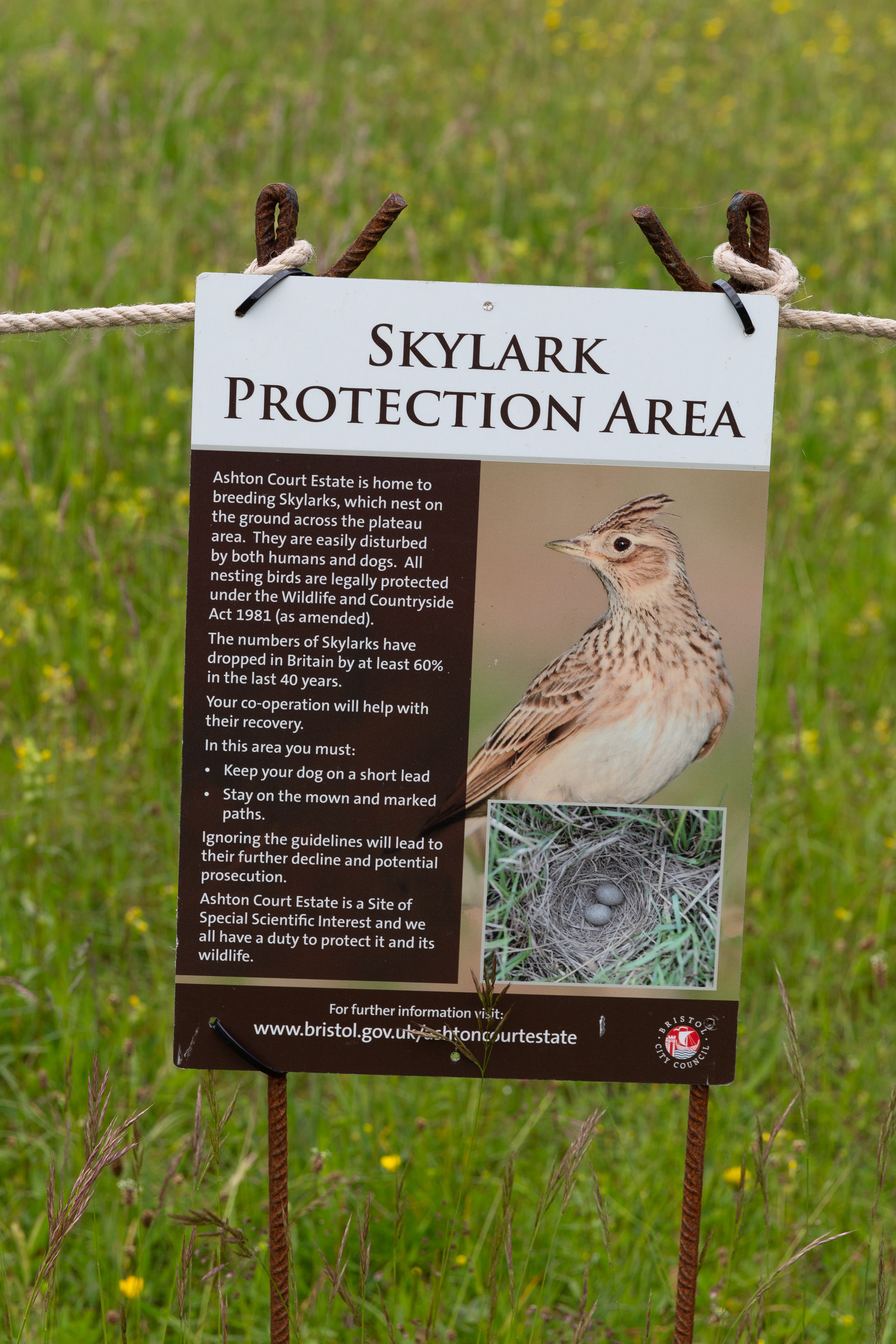 Skylark Protection
